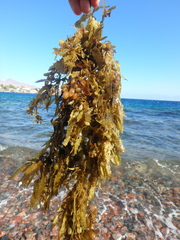 Sargassum fluitans