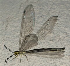 Banyutus lethalis
