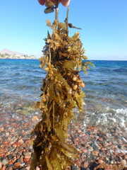Sargassum fluitans