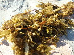 Sargassum fluitans