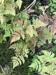 Gymnocarpium dryopteris