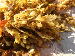 Sargassum fluitans