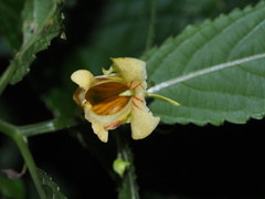 Impatiens tayemonii