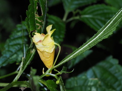 Impatiens tayemonii