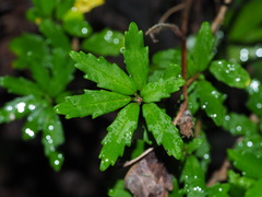 Lysionotus pauciflorus