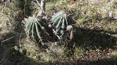Echinopsis rhodotricha