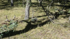 Echinopsis rhodotricha