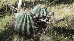 Echinopsis rhodotricha