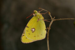 Colias caucasica balcanica