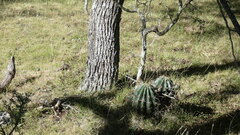 Echinopsis rhodotricha