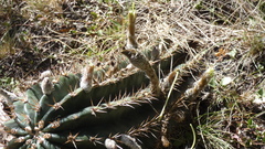 Echinopsis rhodotricha