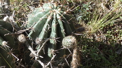 Echinopsis rhodotricha