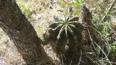 Echinopsis rhodotricha