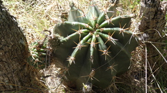 Echinopsis rhodotricha