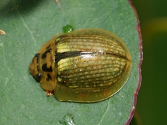 Paropsisterna agricola