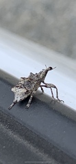 Agathinus tridens