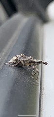 Agathinus tridens
