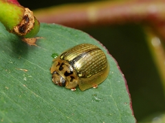 Paropsisterna agricola