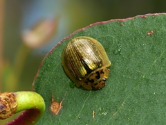 Paropsisterna agricola