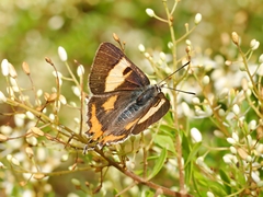 Pseudalmenus chlorinda