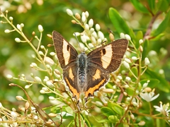 Pseudalmenus chlorinda