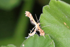 Oxyptilini