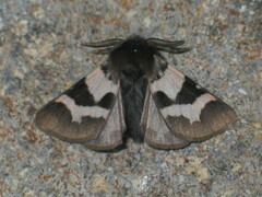 Watsonarctia deserta