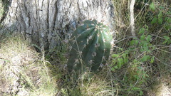Echinopsis rhodotricha