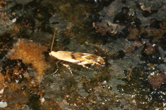 Mnesarchella
