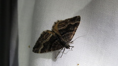 Hydriomena deltoidata