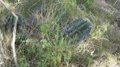 Echinopsis rhodotricha