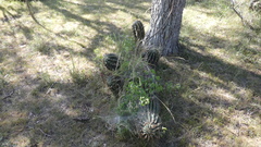Echinopsis rhodotricha