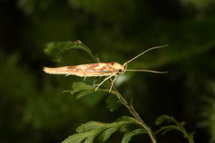 Stathmopoda caminora