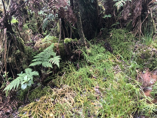 Lycopodium venustulum observed 2021-05-18