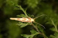 Stathmopoda caminora
