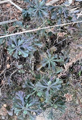 Artemisia japonica