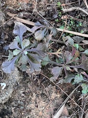 Artemisia japonica