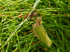 Synthemis eustalacta