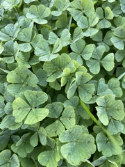 Medicago arabica