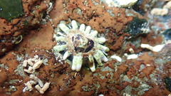 Siphonaria australis