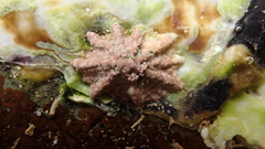 Patelloida corticata