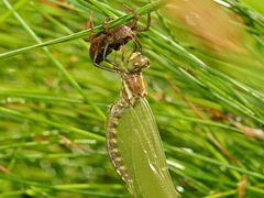 Synthemis eustalacta