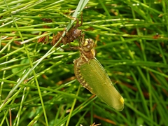 Synthemis eustalacta