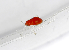 Orthonotus rufifrons