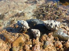 Clibanarius erythropus