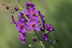 Verbascum phoeniceum