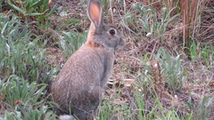 Oryctolagus cuniculus cuniculus