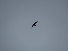 Hirundapus caudacutus