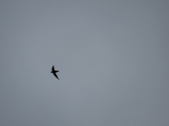 Hirundapus caudacutus