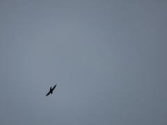 Hirundapus caudacutus